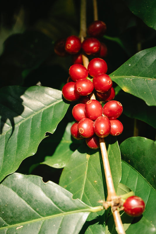 Organic Coffee?